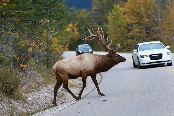 istock Bull Elk pass the highway  near Jasper, Alberta, Canada 491937118