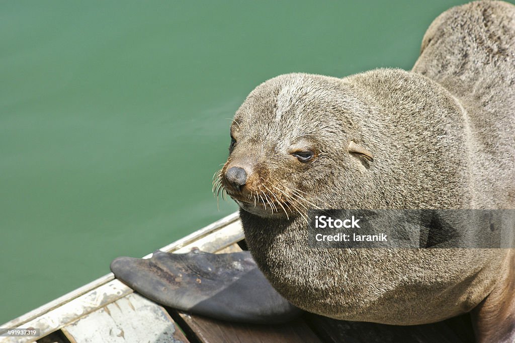 African Seal Stock Photo - Download Image Now - Sea World - Florida, Animal,  Animal Body Part - iStock