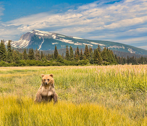 istock Grizzly in Golden Ground Cover 491937466