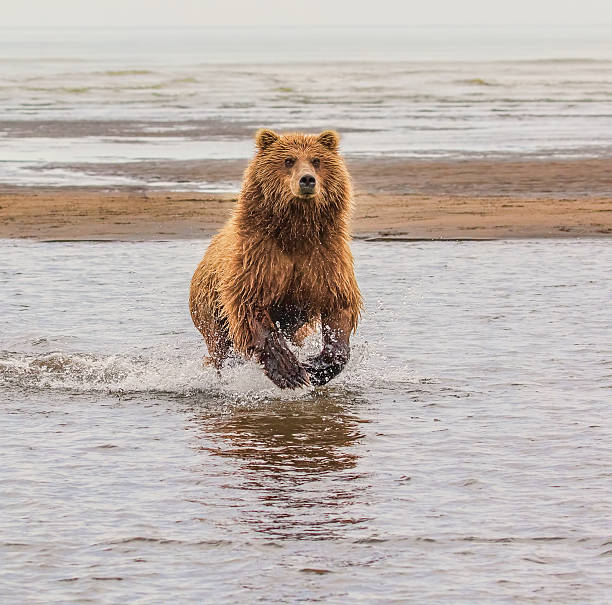 Just Fishing - A sow grizzly bear charges forward to catch a salmon in the flowing water. I did not know it at the time and thought that it was charging me. Lake Clark National park, Alaska.