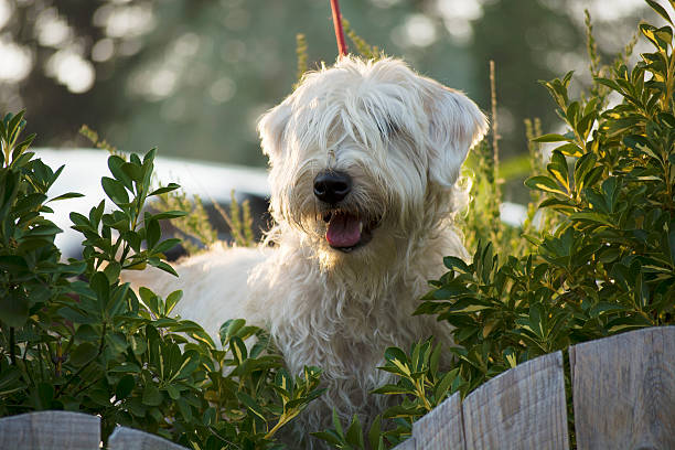 patrouille chien cassy sur - irish terrier terrier dog puppy photos et images de collection