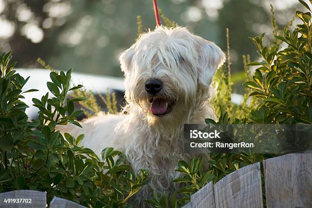 Cassy On Canine Patrol Stock Photo - Download Image Now - Soft Coated Wheaten Terrier, 2015, Animal