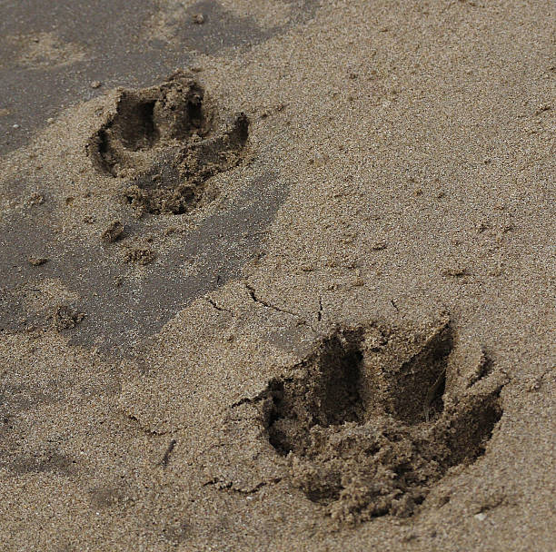 istock dog's  pawprints  on the sand 491937787