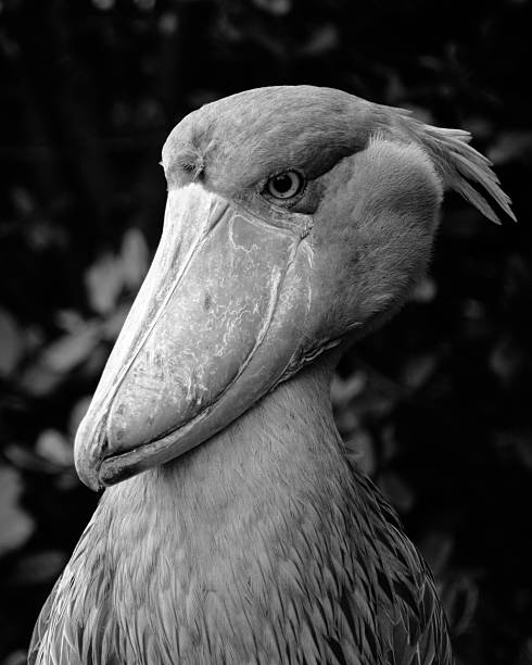 Portrait of Shoebill