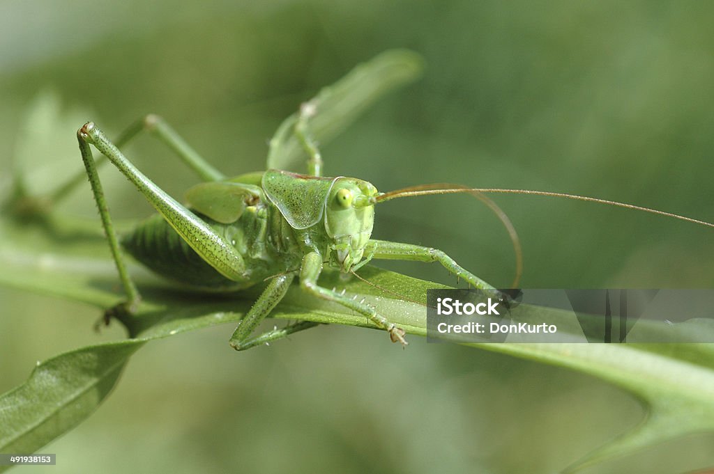 Grasshopper, Animal Stock Photo