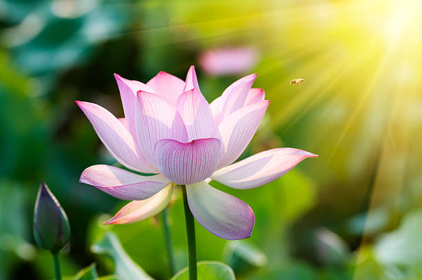 istock lotus flower blossom 491938293