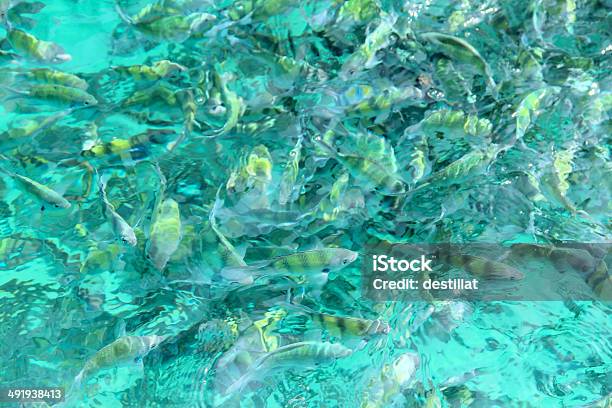 Тропическая Рыба В Воде — стоковые фотографии и другие картинки Без людей - Без людей, Большая группа животных, Внизу