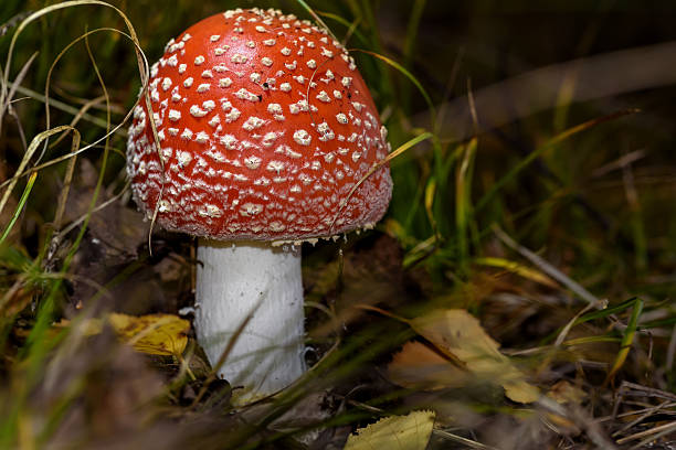 istock amanita mushroom forest closeup 491938600