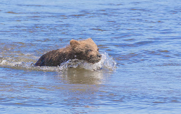springer rapide - wading alaska usa fur photos et images de collection
