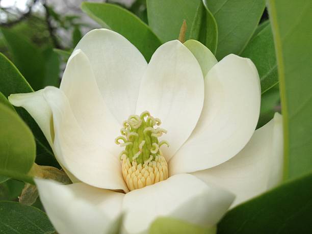 белый магнолия цветок - magnolia southern usa white flower стоковые фото и изображения