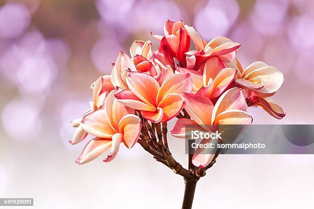 Bela Rosa Flores - Fotografias de stock e mais imagens de Ampliação - Ampliação, Beleza natural, Botão - Estágio de flora