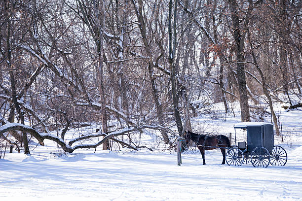 istock Horse and buggy in winter 491939288