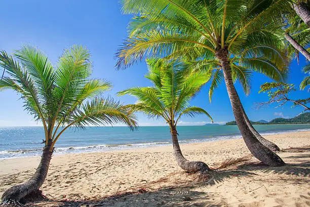 Palm trees at tropical Palm Cove beach in north Queensland, Australia