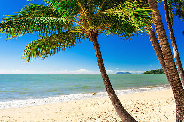 istock Single palm tree at Palm Cove beach, north Queensland, Australia 491939914