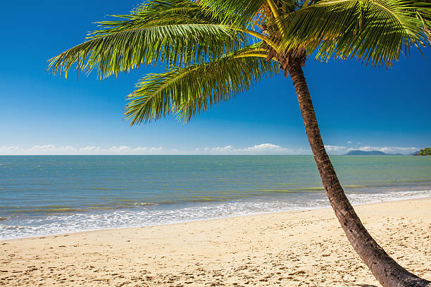 istock Single palm tree at Palm Cove beach in north Queensland 491939936