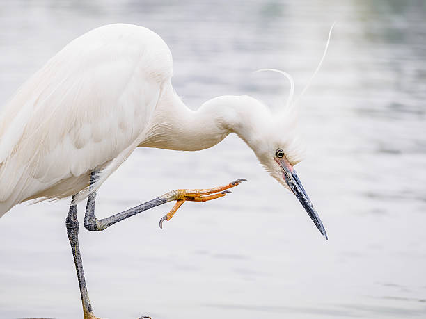 istock Snowy Egret (Egretta thula) Standing on rocks in the water 491939973