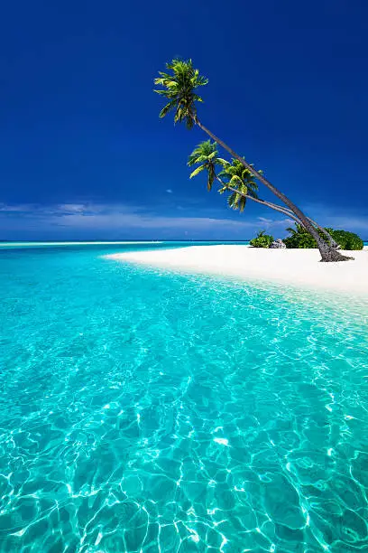 Amazing beach on a tropical island with palm trees overhanging lagoon
