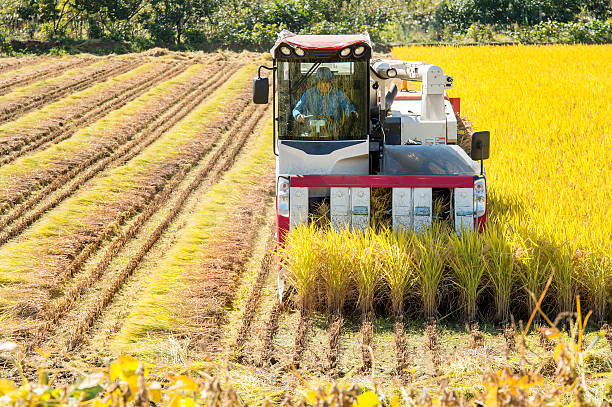 istock Combine harvester in a rice field during harvest time. 491940202