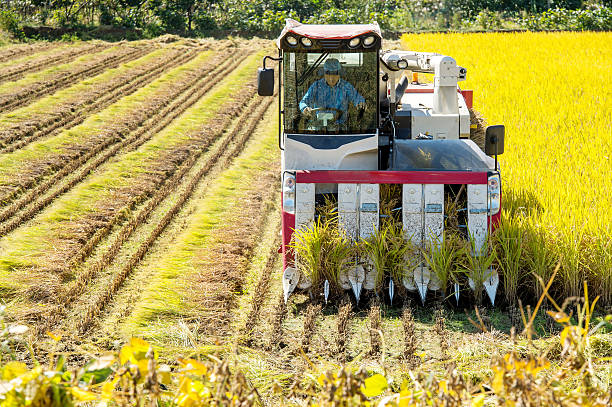 istock Combine harvester in a rice field during harvest time. 491940216