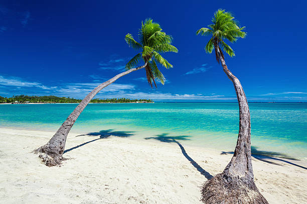 istock Palm trees hanging over lagoon with blue sky in Fiji 491940246