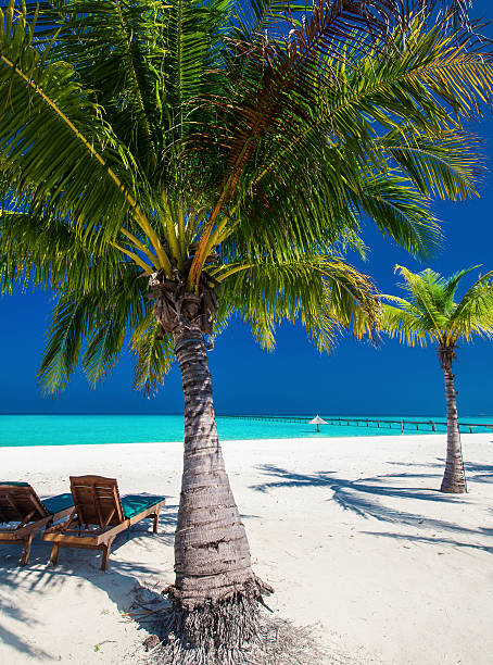 istock Deck chairs under umrellas and palm trees on a beach 491940312