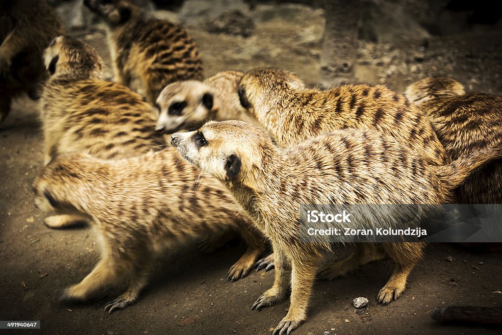 Meerkats (shallow DOF) - Lizenzfrei Abenddämmerung Stock-Foto