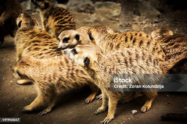 Suricati - Fotografie stock e altre immagini di Africa - Africa, Allerta, Ambientazione esterna