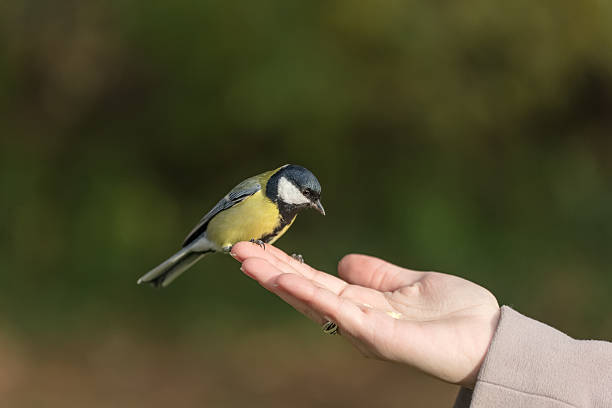 istock taking care of the birds 491940746