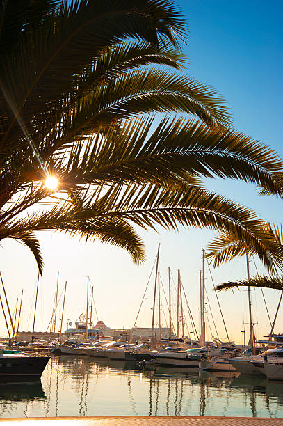 istock yachts at marina of Majorca 491940759