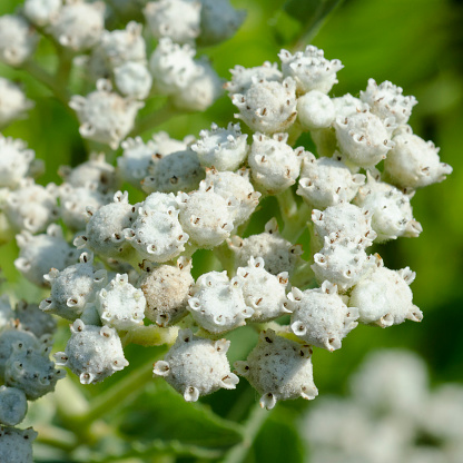 Closeup of wild quinine, Parthenium integrifolium.