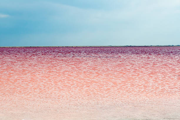 istock Salty pink lake 491940908