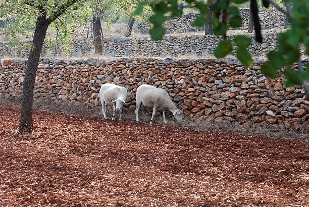 Sheep and lambs in Ibiza Island