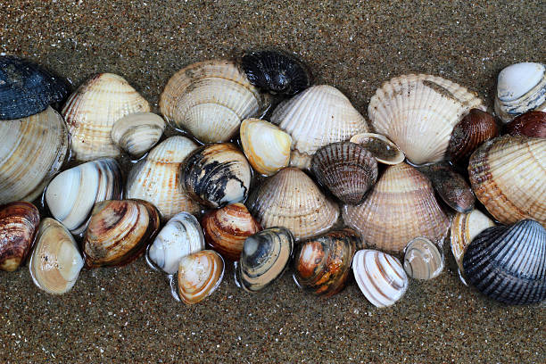 istock Sea shells on sand. Summer beach background. Top view 491941409