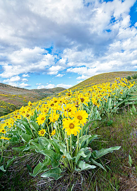 istock Spring flowers in the hills with blue sky 491943645