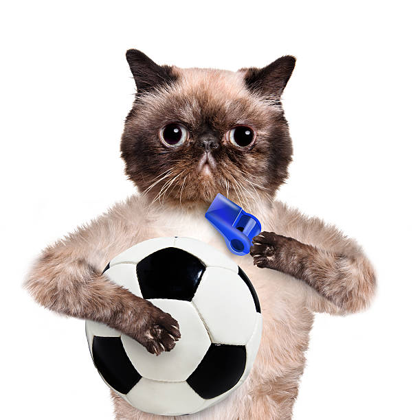 istock Cat with a white soccer ball 491943739