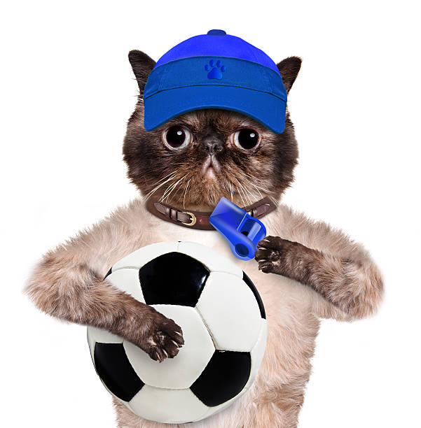 istock Cat with a white soccer ball 491943741