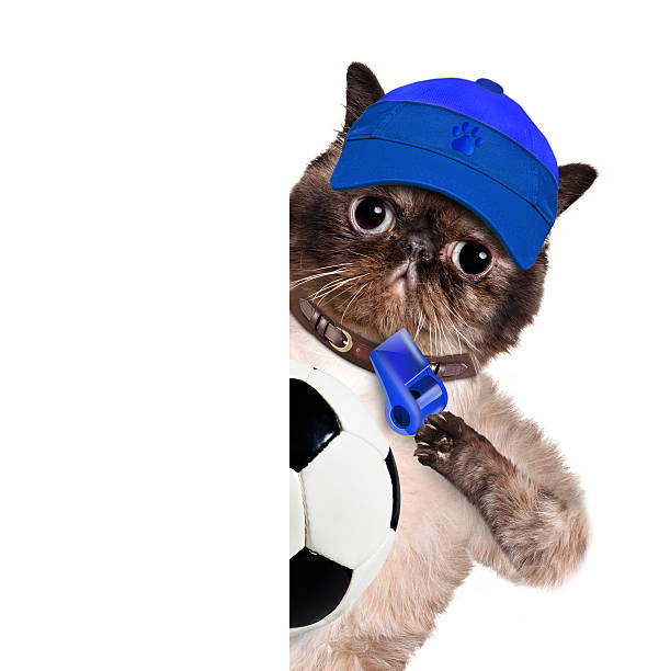 istock Cat with a white soccer ball 491943745