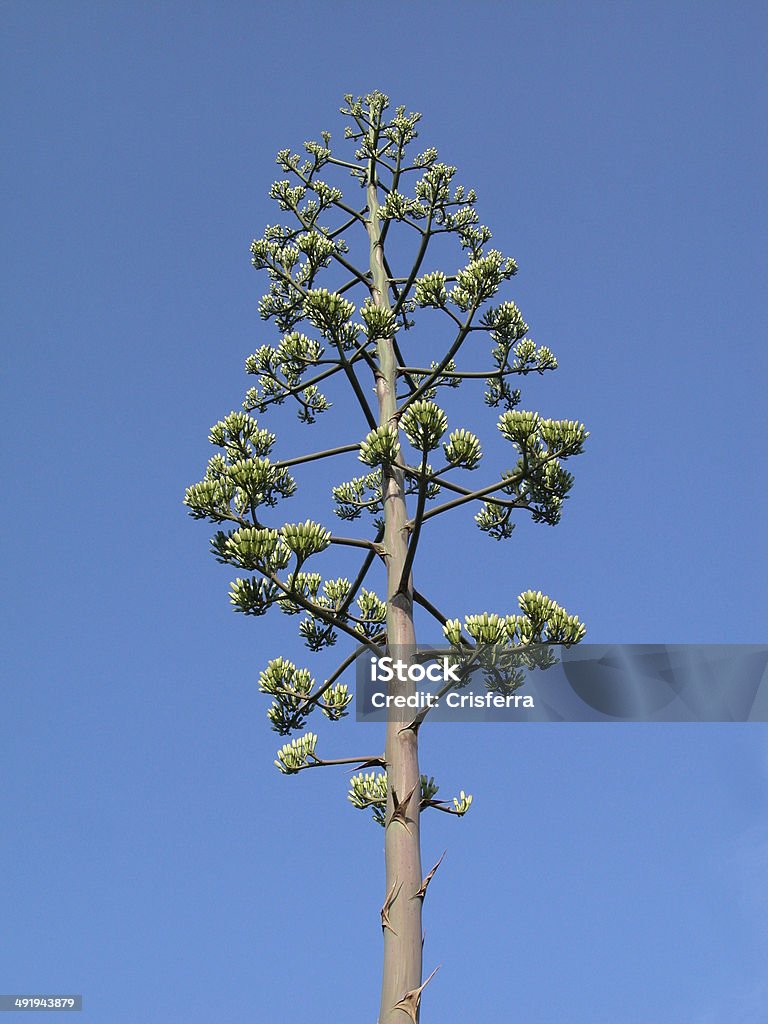 Agave fiori - Foto stock royalty-free di Agave