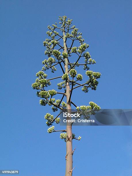 Agave Fiori - Fotografie stock e altre immagini di Agave - Agave, Albero, Ambiente