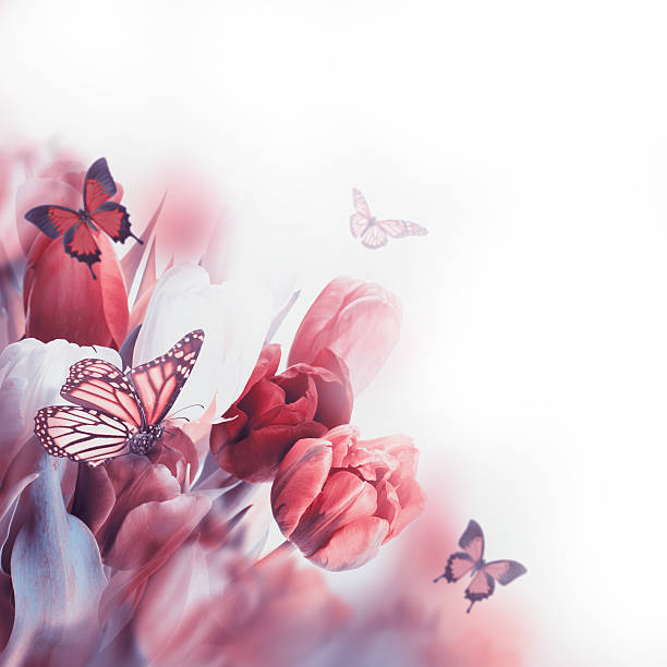 istock Apricot flowers in spring 491943971