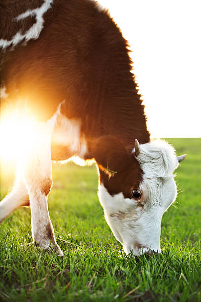 istock Cow grazing in fresh meadow 491944133
