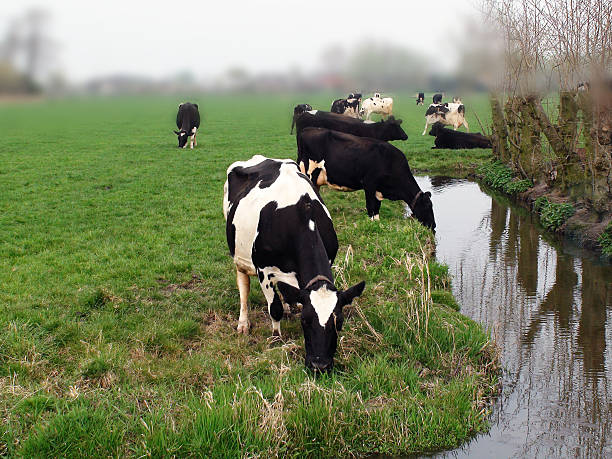 istock Cows On The Field Grazing Grass In Summer 491946250