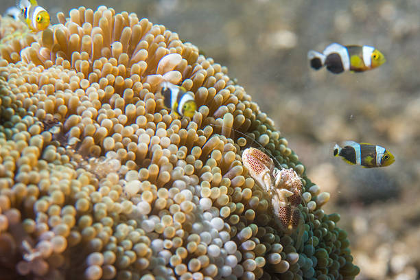 istock porcelain crab and clown fish 491946418