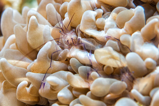 istock Vir philippinensis shrimp in bubble coral 491946510