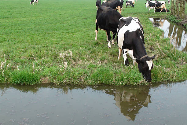 istock Scene Of Cow Drinking Water On The Field 491946858
