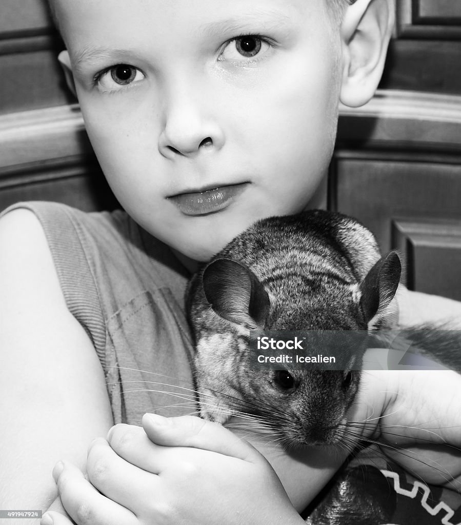 Boy with a chinchilla on his hands A boy with a chinchilla on his hands looking at the camera 2015 Stock Photo