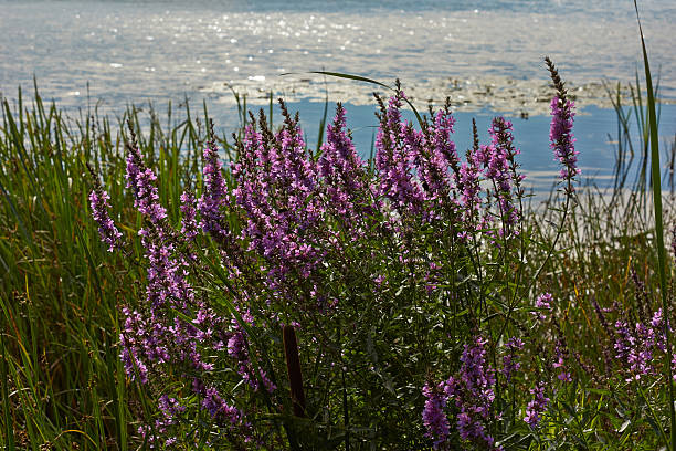 istock Thickets loosestrife by the river. 491947960