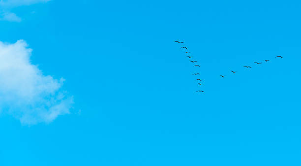 istock Geese flying in a blue sky in autumn 491948068