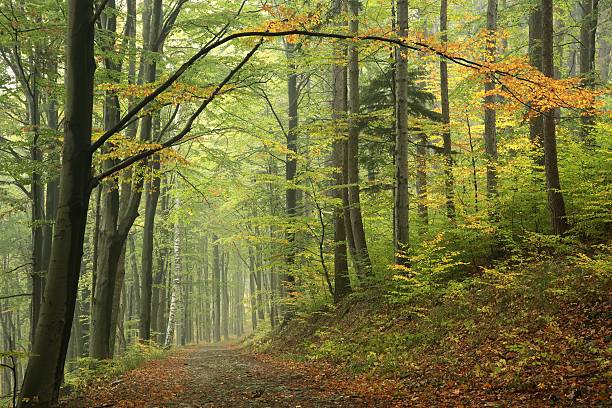 istock Forest trail in autumnal colors 491948224