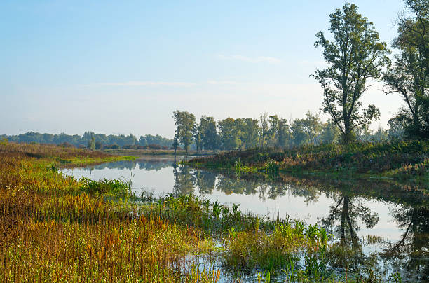 istock Shore of a hazy sunny lake in autumn 491948862